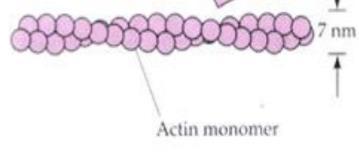 Actin Intermediate Microtubule Monomers can be assembled and polymers can be