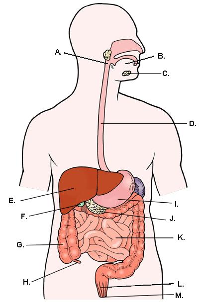 DIGESTIVE SYSTEM 59. Identify the nutrient being described: a. build and repair b. Primary source of energy. c. regulate body functions d. What makes up most of the body. e. Store energy f.