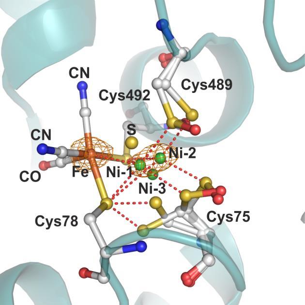 Supplementary Figure 7 I The active site and its surroundings in the crystal structure of the anaerobically purified and crystallized Ni-Sec489Cys hydrogenase.