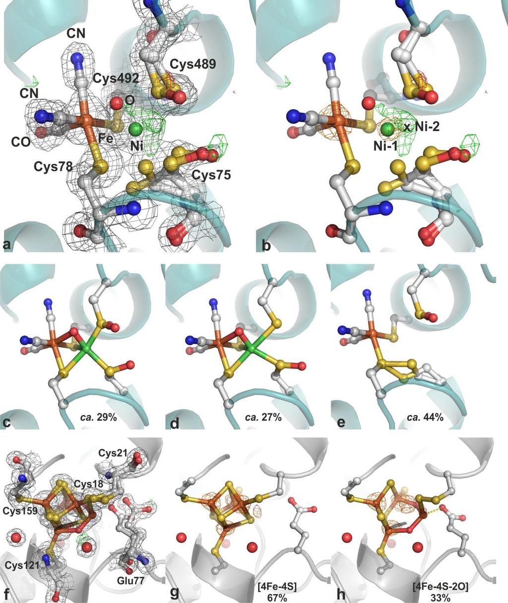Supplementary Fig. 8. The active site and the proximal [4Fe-4S] cluster in the crystal structure of the aerobically purified and crystallized Ni-reconstituted Sec489Cys hydrogenase (Ni-Sec489Cys-Ox).