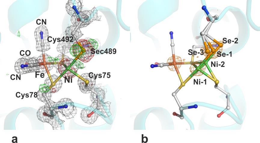 Supplementary Figure 2 I The NiFeSe active site and its surroundings in the crystal structure of the anaerobically purified and crystallized r[nifese] hydrogenase.