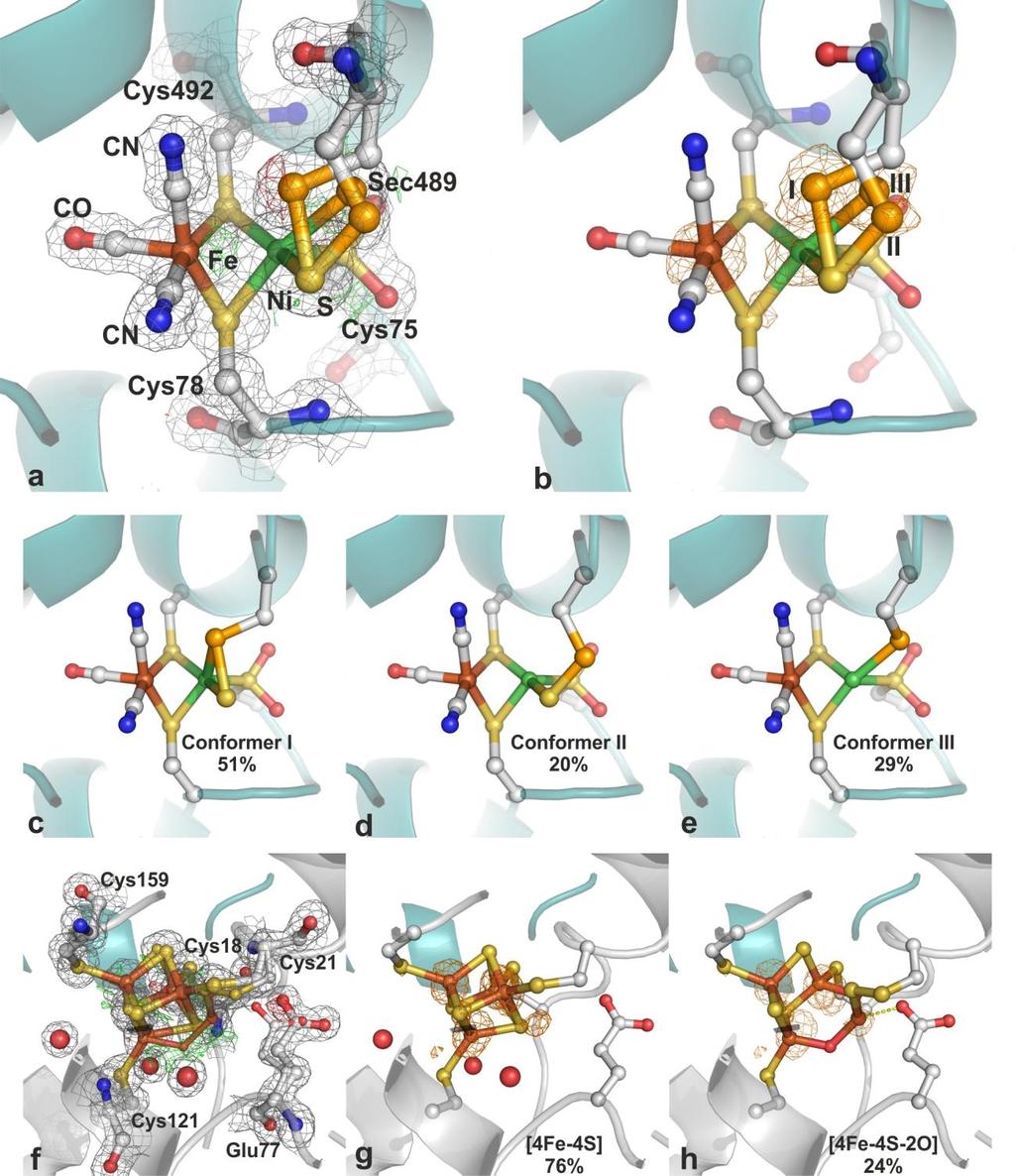 Supplementary Fig. 3. The active site and the proximal [4Fe-4S] cluster in the crystal structure of the aerobically purified and crystallized r[nifese] Hydrogenase (r[nifese]-ox).