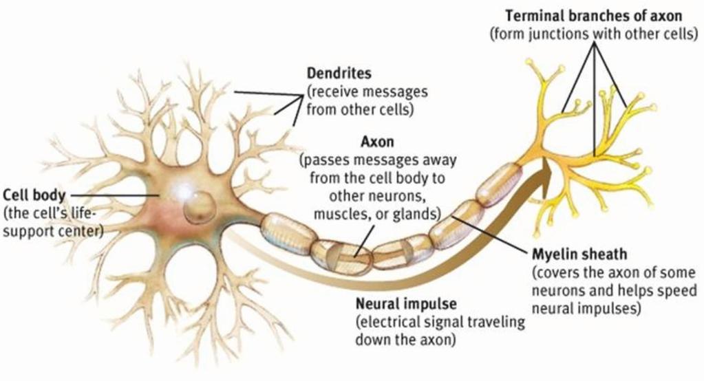 Biological neuron 15 Zdroj: http://www.web-books.