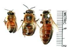 bees White man s flies Social Insects cooperative brood care, reproductive division of labor and overlapping generations.