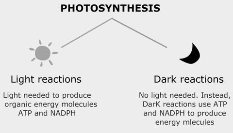 13. Fill in the following chart to compare photosynthesis and cellular respiration: Process Photosynthesis Organelle where it occurs What is needed? What is produced? Cellular Respiration 14.
