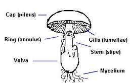 The parts of a mushroom Remember, there are two uses for the term