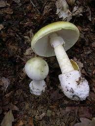 general for all fungal fruiting structures Not all mushrooms have