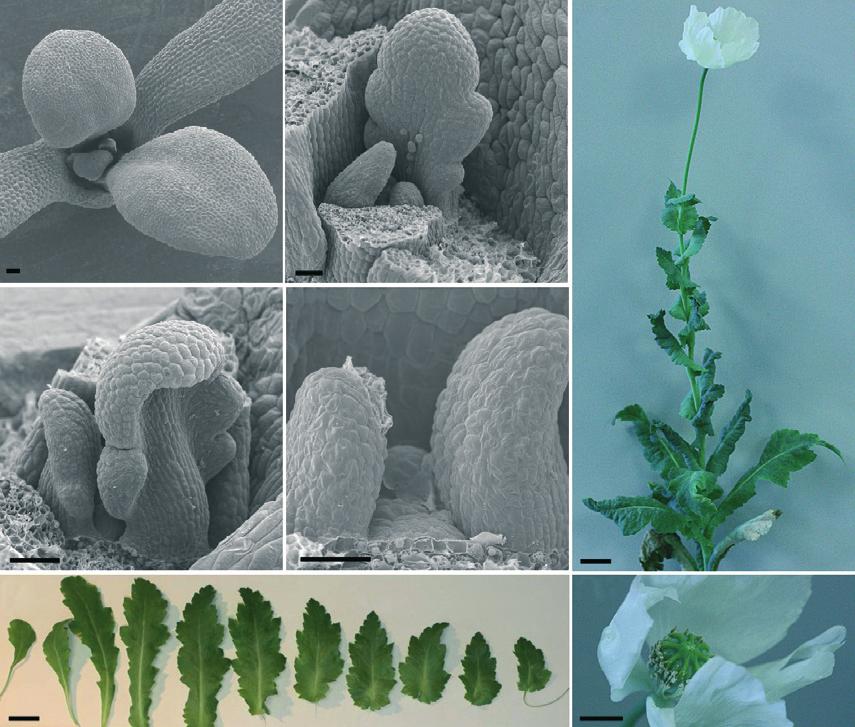 664 Nikolaos Vosnakis et al. (a) (b) (f) (c) (d) Figure 1. Development of Papaver somniferum cv. Persian white. (a) SEM of a 10-day-old seedling.