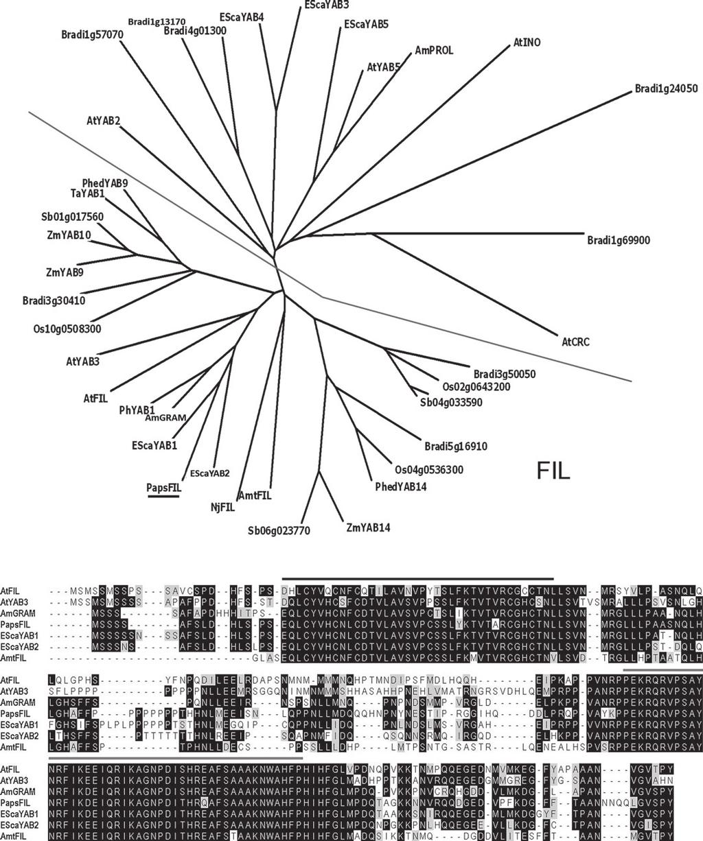 Role of a FIL orthologue in poppy development 665 (a) (b) Figure 2. Sequence analysis of PapsFIL. (a) Phylogenetic analysis of YABBY proteins from across the angiosperms, with PapsFIL underlined.