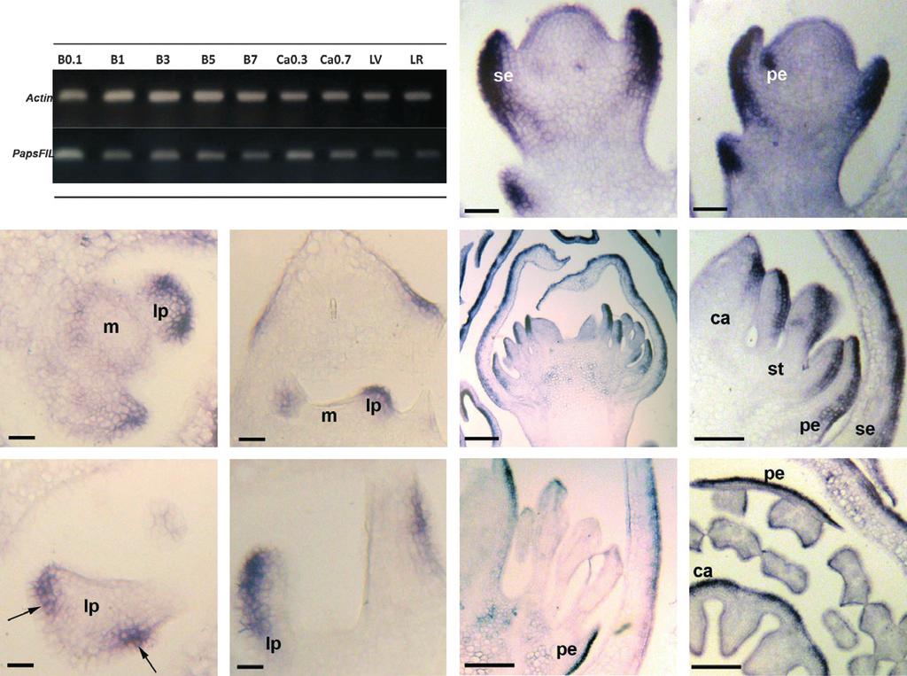 666 Nikolaos Vosnakis et al. (a) (f) (g) (b) (c) (h) (i) (d) (e) (j) (k) Figure 3. Expression analysis of PapsFIL throughout the opium poppy plant.