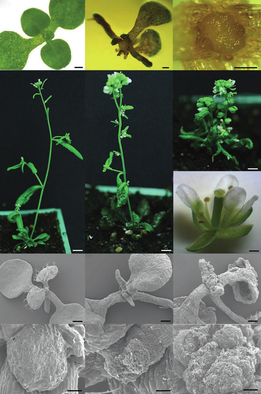 Role of a FIL orthologue in poppy development 669 Figure 6. Heterologous expression of PapsFIL in Arabidopsis thaliana. (a) Wild-type seedling, 10 days old.