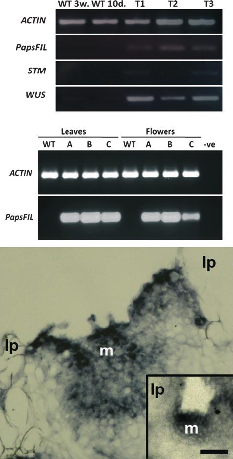 670 Nikolaos Vosnakis et al. (a) (b) (c) Figure 7. Molecular and histological analysis of transgenic Arabidopsis plants.