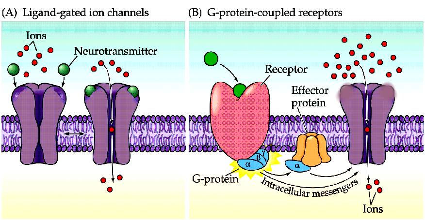 Gated (active) Ion Channels Ligand-gated ion channels : ionotropic vs metabotropic