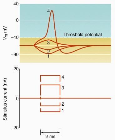 Membrane responses to stimulus current Hyperpolarizing currents produce responses 1 and 2. A small depolarizing current produces response 3.