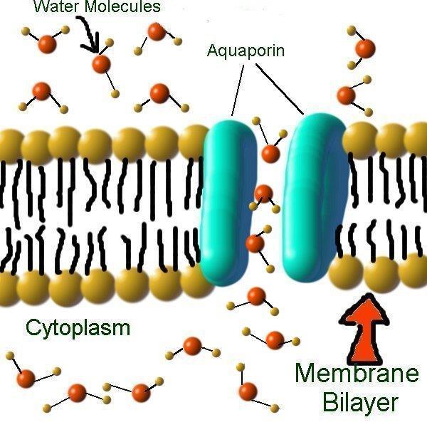 Simple diffusion through protein channels: Pores/channels are integral cell membrane proteins that are always open Pore diameter, its shape and its internal electrical charge/chemical bonds provide