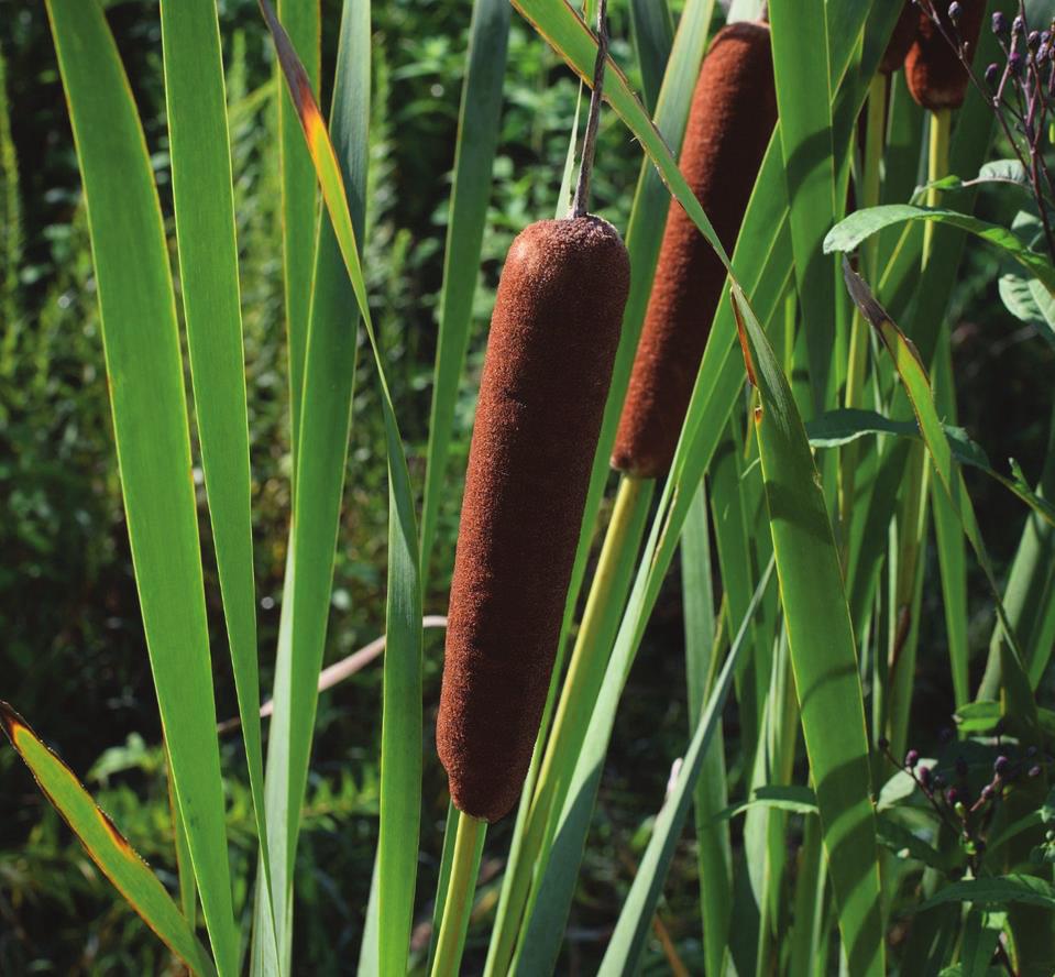 Its seeds are attached to a white, fluffy material that resembles cotton, and are carried away from the tree by wind. Ida ho Botanical Garden 2 Cattail Can grow up to six feet tall.