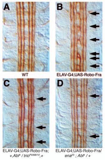 Abl, trio, ena and fra 1989 Fig. 2. Heterozygosity for Abl, trio and ena reduces the severity of inappropriate midline crossing by axons expressing the chimeric Robo-Fra receptor.