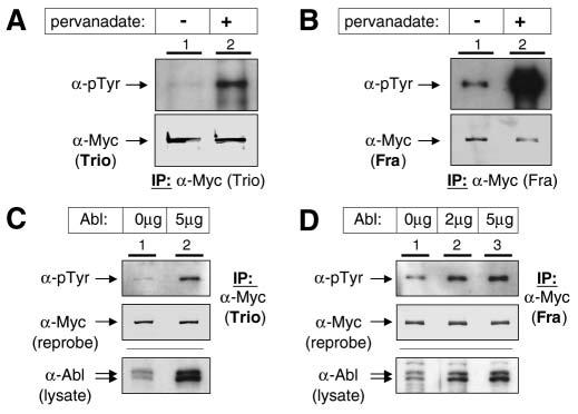 Abl, trio, ena and fra 1991 Fig. 4. Trio and Fra are tyrosine phosphorylated in S2 cells.