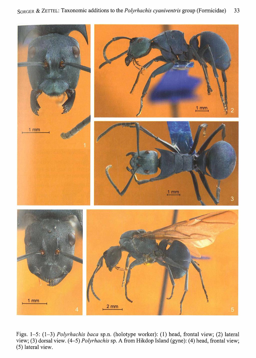 S o r g e r & Z ettel: Taxonomic additions to the Polyrhachis cyaniventris group (Formicidae) 33 Figs. 1-5: (1-3) Polyrhachis baca sp.n. (holotype worker): (1) head, frontal view; (2) lateral view; (3) dorsal view.