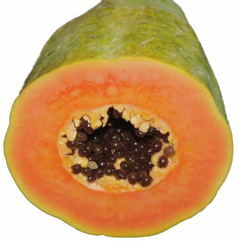 2 Papaya fruit have been investigated for their unusual biological properties. 8 (a) Fig. 2.1a shows a cut fruit of the papaya plant, Carica papaya.