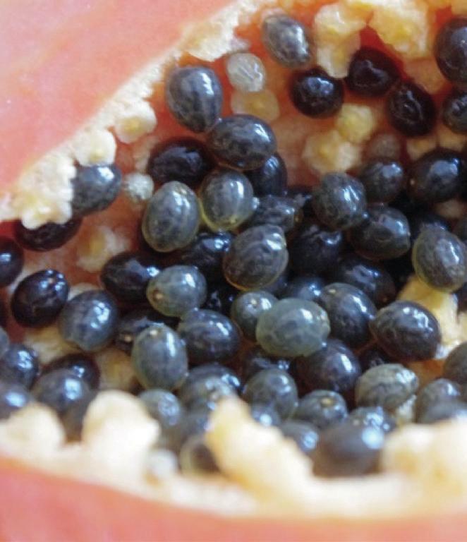 Germination is when the seed begins development into a plant. The students prepared an extract of the sarcotesta from the seeds of a papaya fruit.