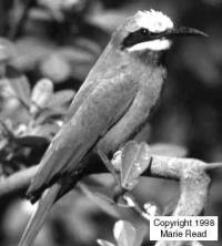 An extended family Emlen (1990); Emlen, Wrege & Demong (1995) Mating system & Colonial breeders Nests are excavated in sandy cliff faces.