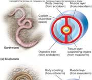 Endoderm Archenteron Blastula (hollow ball) Blastula (hollow ball) Ectoderm 8-cell stage Gastrulation Gastrula Mesoderm