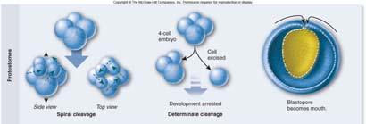 4. Embryonic development Protostome Spiral cleavage determinate Blastopore becomes mouth