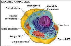 You need to know the following Organelles associated with Animals Cells Cell Membrane
