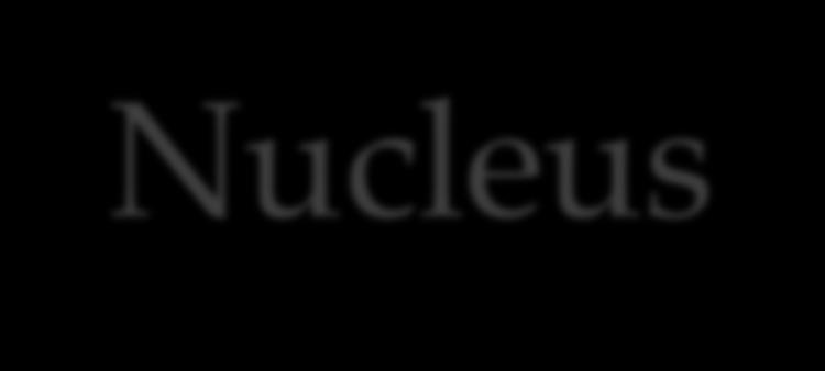 Nucleus-The control center Structure: Surrounded by a