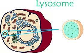 Lysosomes - the clean up crew Function: Breakdown of lipids, carbohydrates and proteins into small molecules to be used