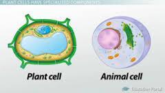Vacuoles - Storage Function: Stores water, salts, proteins and carbohydrates Mostly associated with