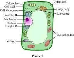 plant cells Chloroplasts