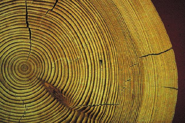 Activity 2 Paleoclimates Investigate Part A: Tree Rings 1. Examine the photo that shows tree growth rings from a Douglas fir.