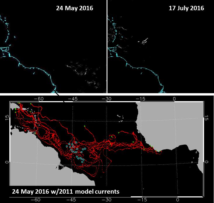 Figure S5. Efforts at predicting arrival of Sargassum in the Lesser Antilles in spring 2016. Upper left: Satellite image of Sargassum (http://optics.marine.usf.edu/; Hu 2009, Hu et al.