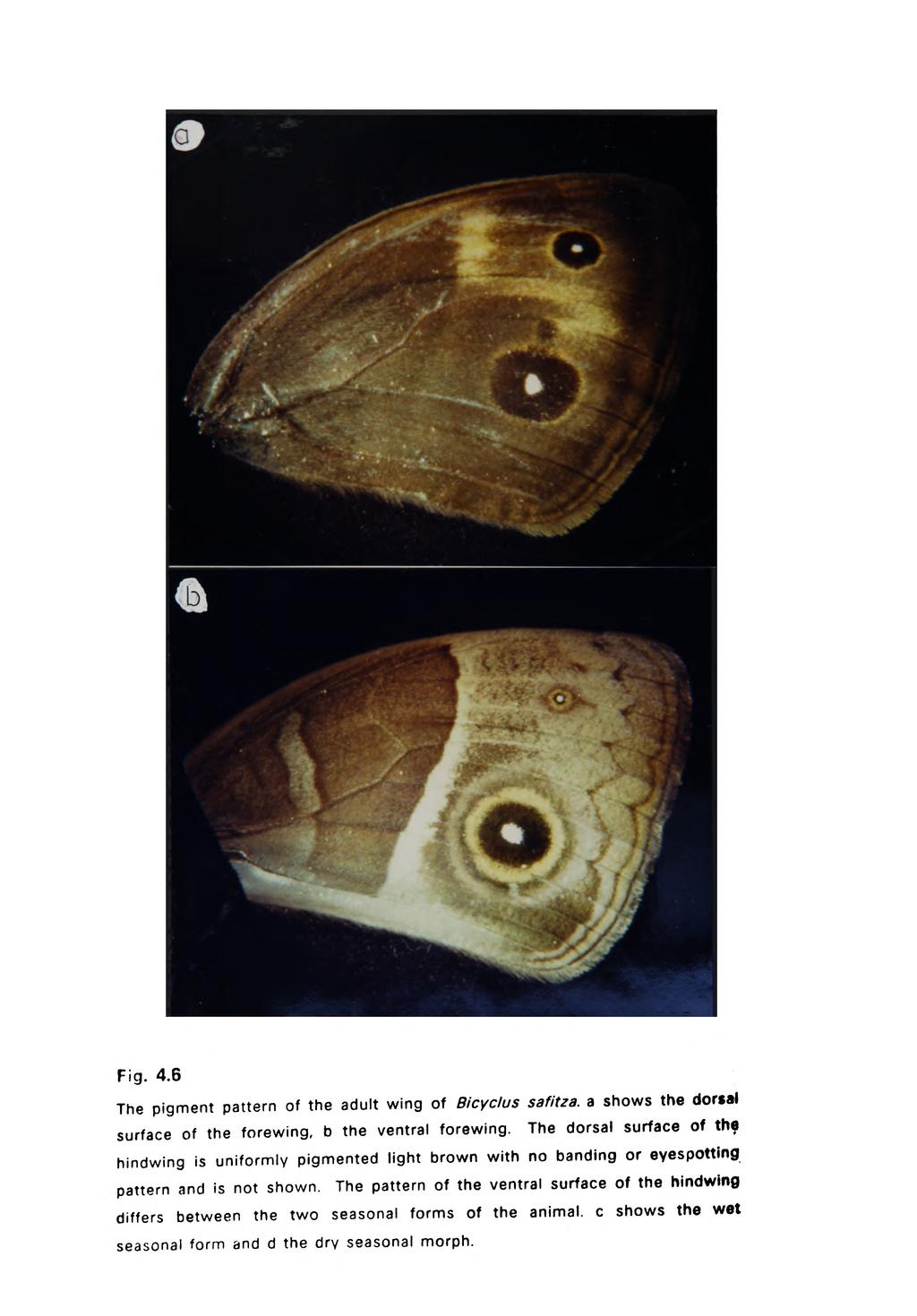 Fig. 4.6 The pigment pattern of the adult wing of Bicyclus safitza. a shows the dorsal surface of the forewing, b the ventral forewing.