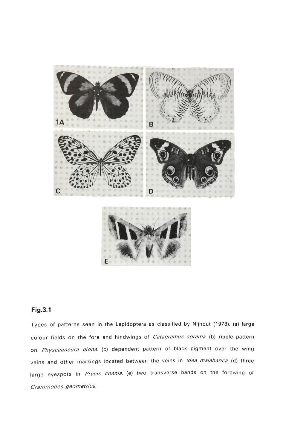 Fig.3.1 Types of patterns seen in the Lepidoptera as classified by IMijhout (1978). (a) large colour fields on the fore and hindwings of Catagramus sorama. (b) ripple pattern on Physcaeneura pione.