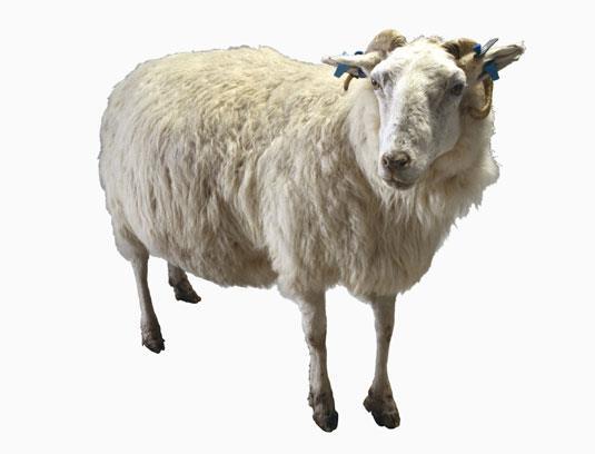 Tracy (1990-1997) was a transgenic ewe that had been genetically modified by the Roslin Institute, near Edinburgh,