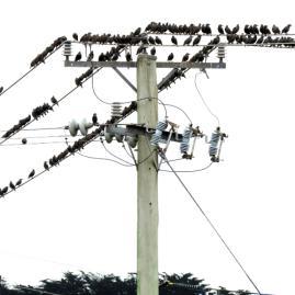DID YOU KNOW A single bird sitting on a power cable will not be electrocuted.