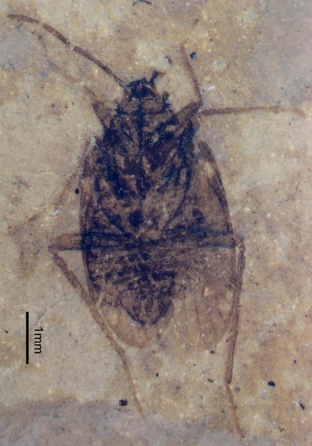 PLATE 1. Photograph of Venustsalda locella gen. et sp. nov.