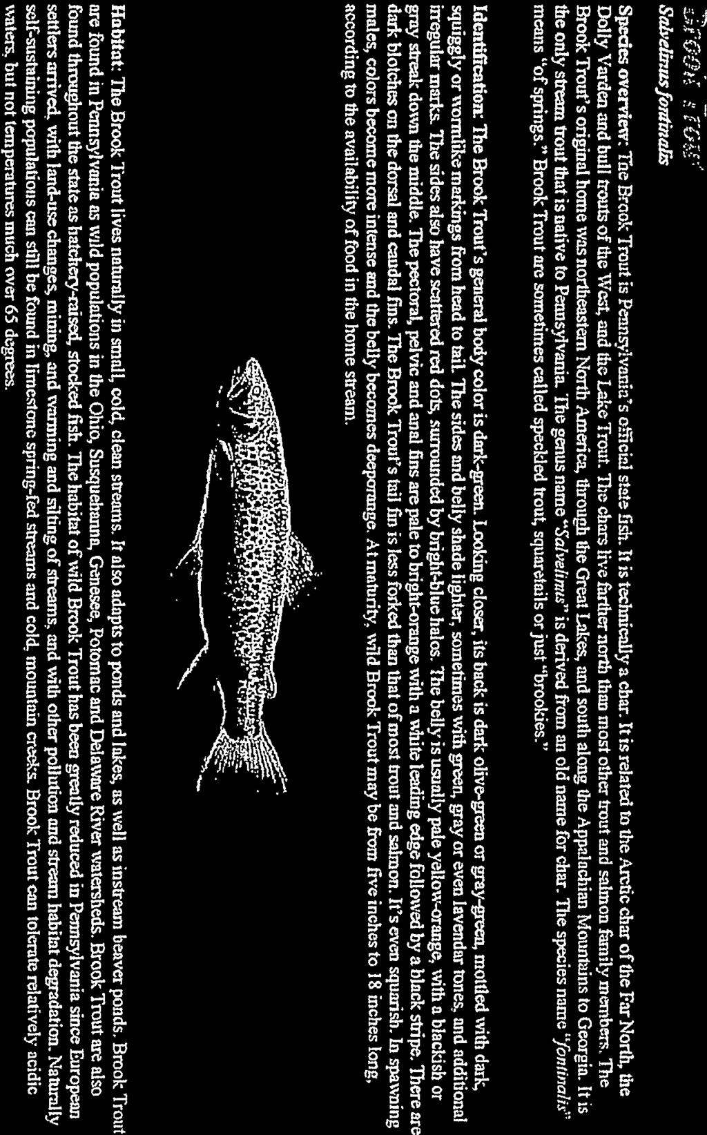 iallery of Pennsylvania Fishes - Chapter 15, Trout and Salmon Page 1 of 1 Sth eliezlrf(rnfhudis Species overviear: The Brag: Treat is tcunskei aiiieui stale It is foelsnicaliv a char.