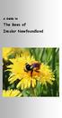 A Guide to. The Bees of Insular Newfoundland