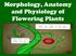 Morphology, Anatomy and Physiology of Flowering Plants