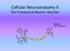 Cellular Neuroanatomy II The Prototypical Neuron: Neurites. Reading: BCP Chapter 2