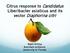 Citrus response to Candidatus Liberibacter asiaticus and its vector Diaphorina citri. Nabil Killiny Assistant professor University of Florida