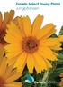 Heliopsis Sunstruck (P) Darwin Select Young Plants Jungpflanzen