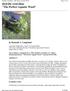 Hydrilla verticillata--the Perfect Aquatic Weed