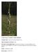 Common Name: FLORIDA LADIES-TRESSES. Scientific Name: Spiranthes floridana (Wherry) Cory. Other Commonly Used Names: none
