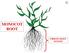 MONOCOT ROOT FIBROUS ROOT SYSTEM