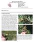 May 9, 2014 No. 6. European Pine Sawfly